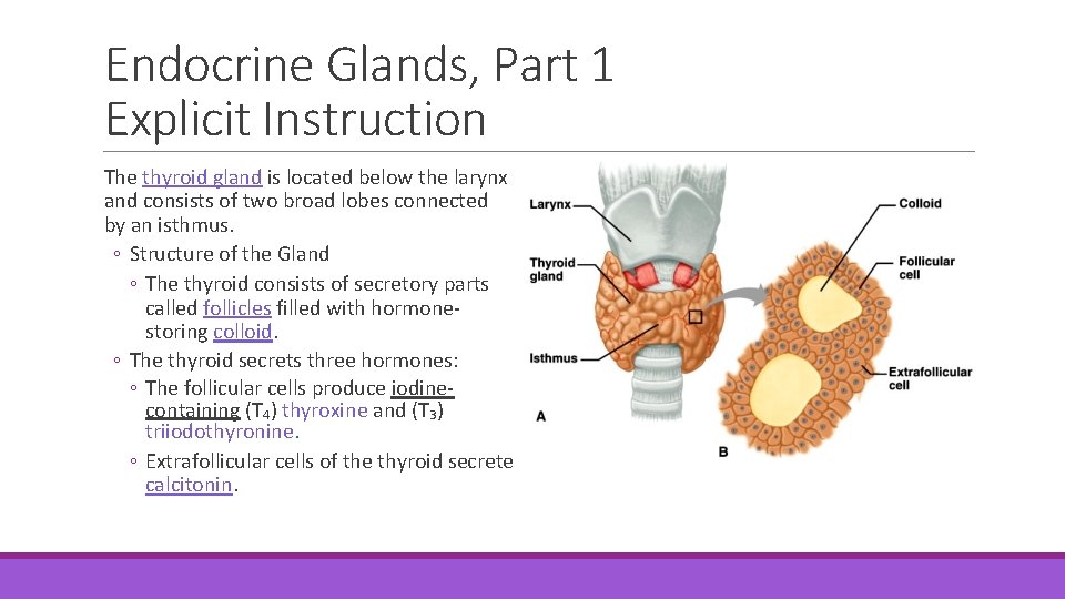 Endocrine Glands, Part 1 Explicit Instruction The thyroid gland is located below the larynx