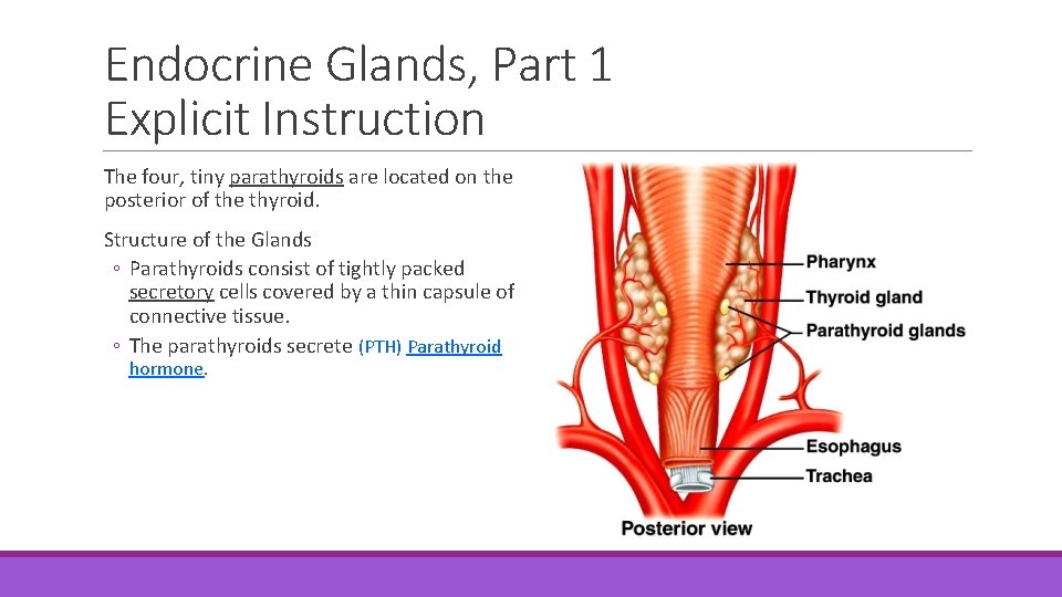Endocrine Glands, Part 1 Explicit Instruction The four, tiny parathyroids are located on the