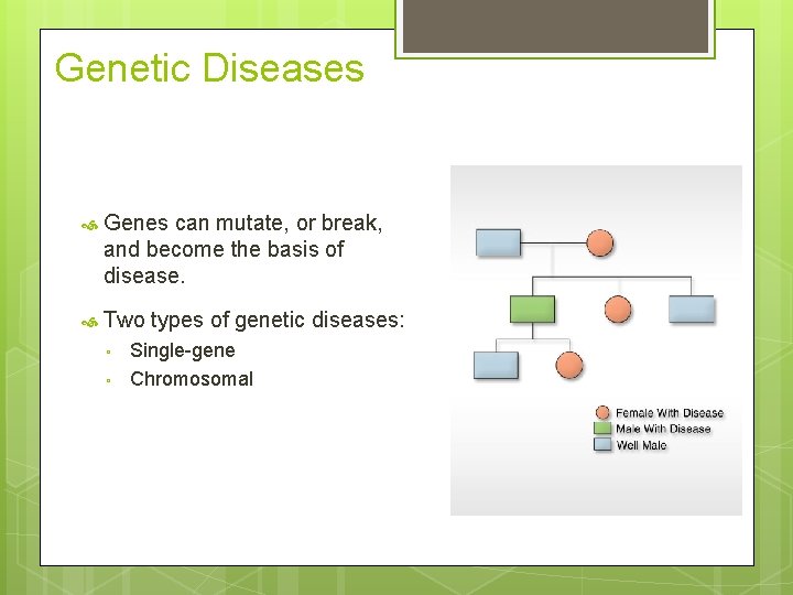 Genetic Diseases Genes can mutate, or break, and become the basis of disease. Two