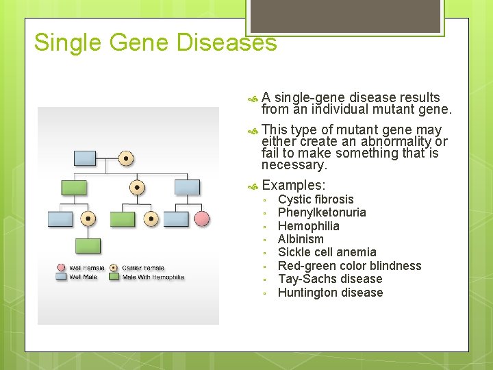 Single Gene Diseases A single-gene disease results from an individual mutant gene. This type