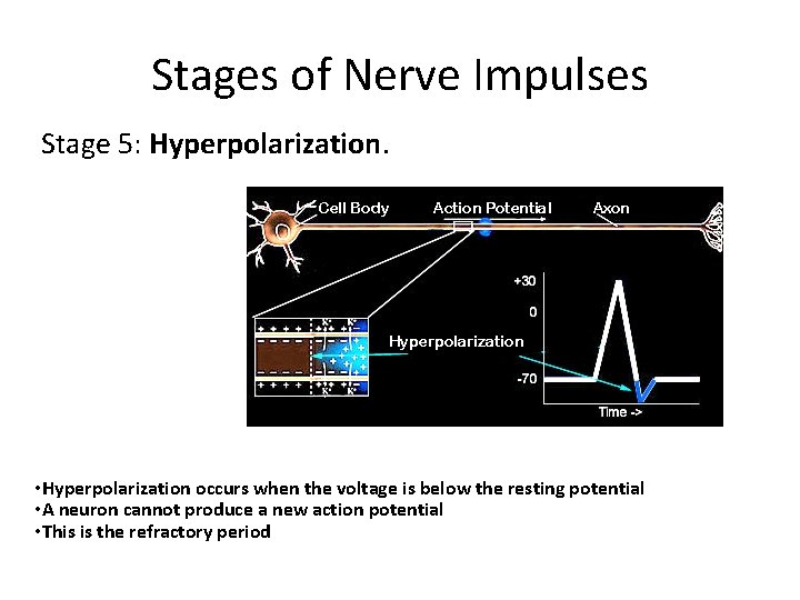 Stages of Nerve Impulses Stage 5: Hyperpolarization. • Hyperpolarization occurs when the voltage is