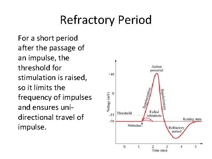 Refractory Period For a short period after the passage of an impulse, the threshold