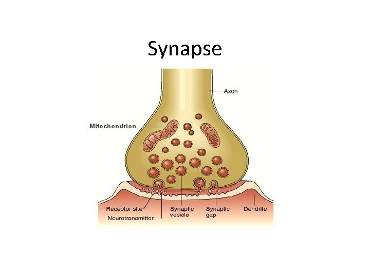 Synapse 