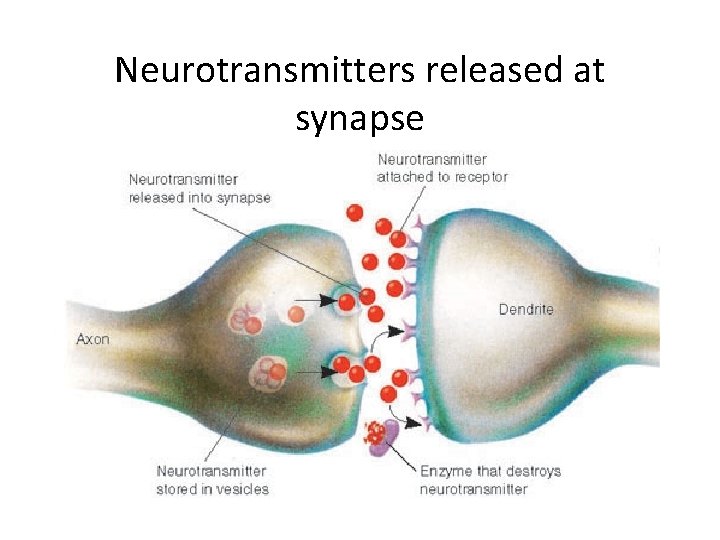 Neurotransmitters released at synapse 