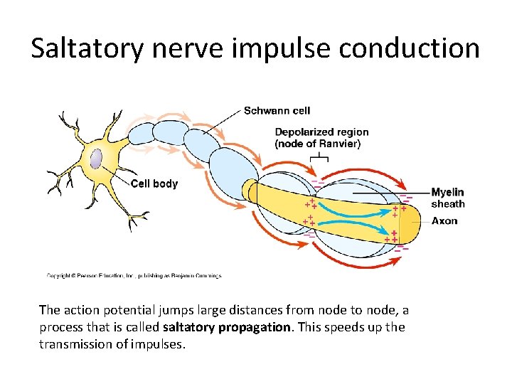Saltatory nerve impulse conduction The action potential jumps large distances from node to node,