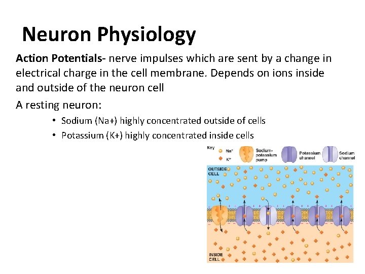 Neuron Physiology Action Potentials- nerve impulses which are sent by a change in electrical