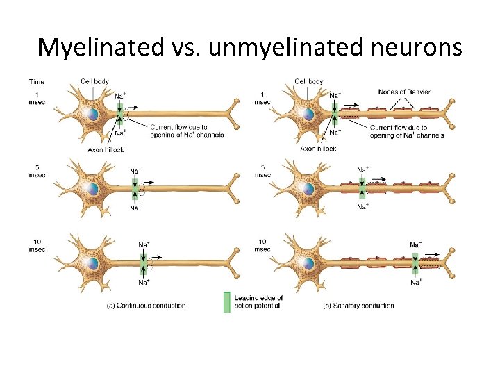 Myelinated vs. unmyelinated neurons 