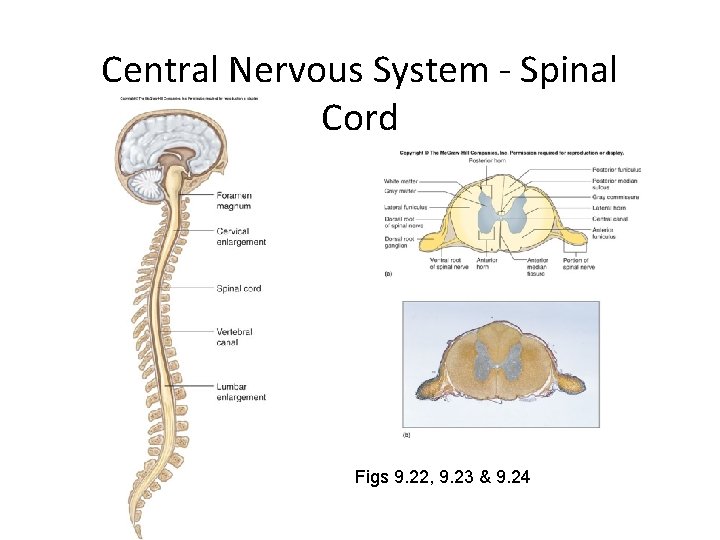 Central Nervous System - Spinal Cord Figs 9. 22, 9. 23 & 9. 24