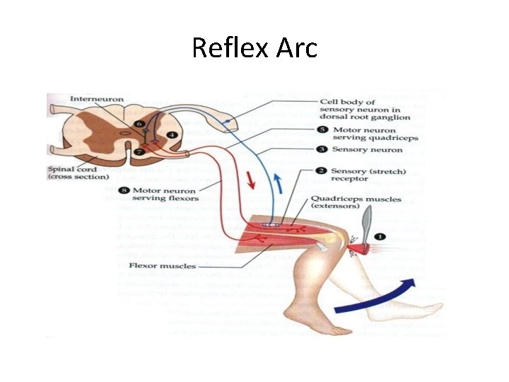 Reflex Arc 