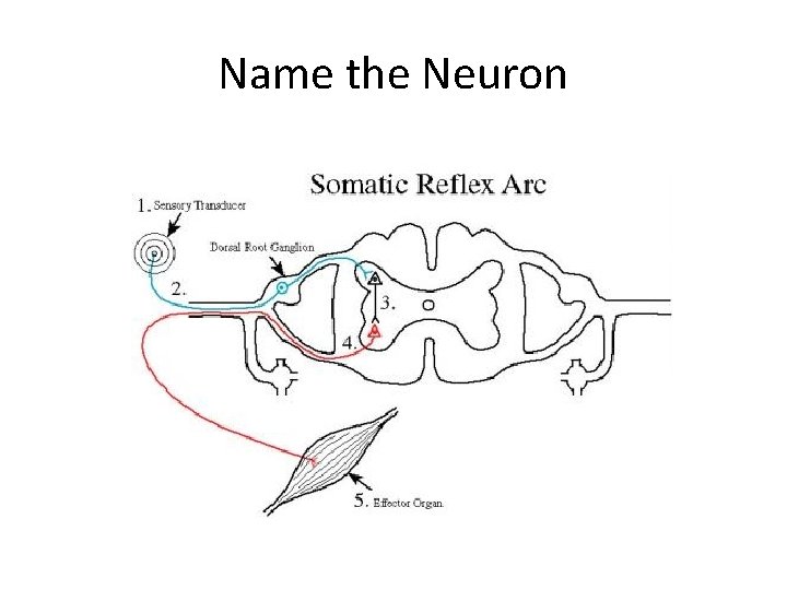 Name the Neuron 