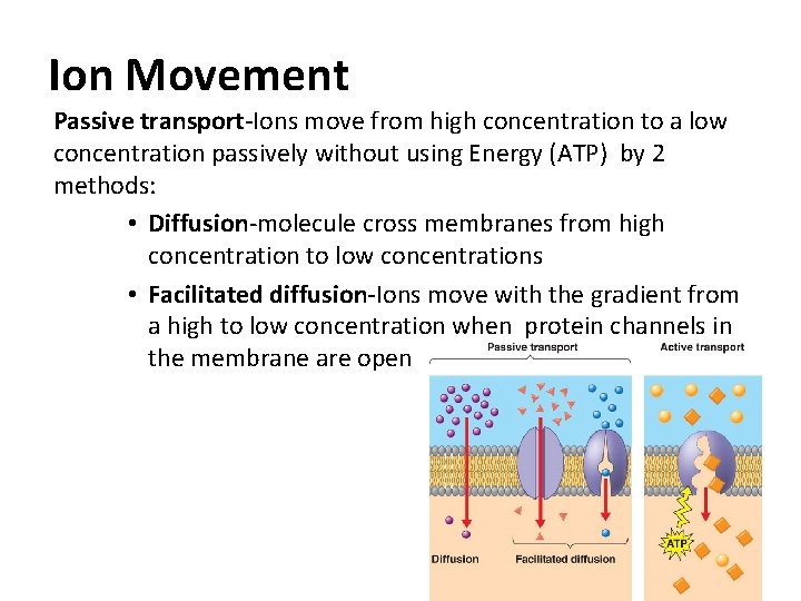 Ion Movement Passive transport-Ions move from high concentration to a low concentration passively without