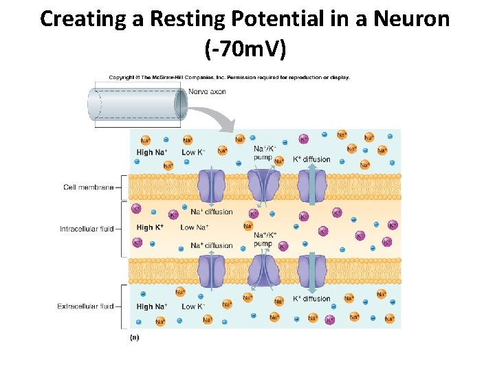 Creating a Resting Potential in a Neuron (-70 m. V) 