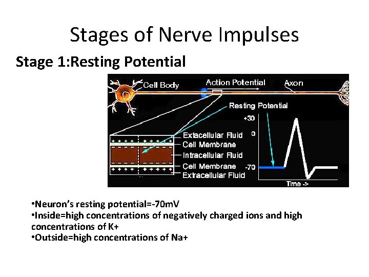 Stages of Nerve Impulses Stage 1: Resting Potential • Neuron’s resting potential=-70 m. V