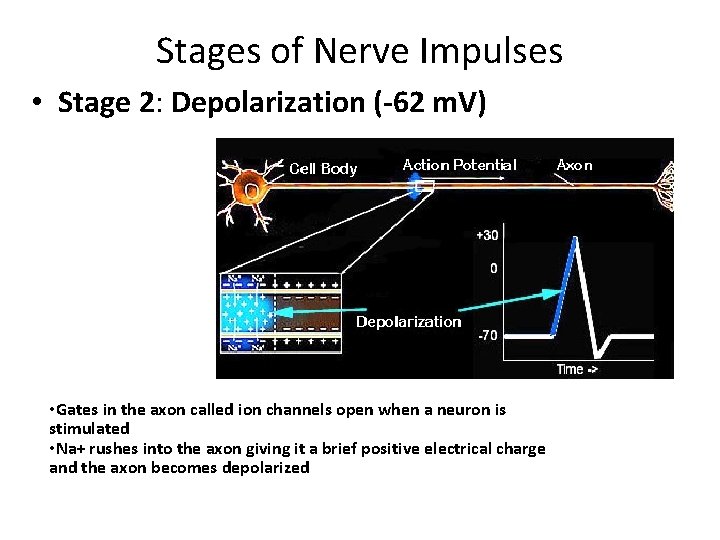 Stages of Nerve Impulses • Stage 2: Depolarization (-62 m. V) • Gates in