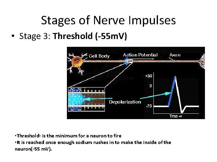 Stages of Nerve Impulses • Stage 3: Threshold (-55 m. V) • Threshold- is
