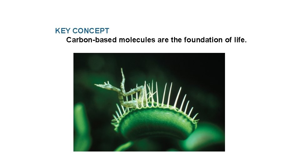 KEY CONCEPT Carbon-based molecules are the foundation of life. 