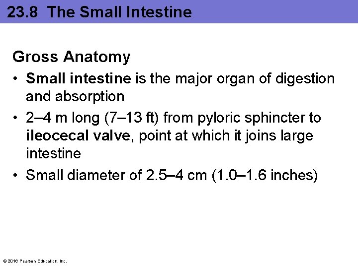 23. 8 The Small Intestine Gross Anatomy • Small intestine is the major organ