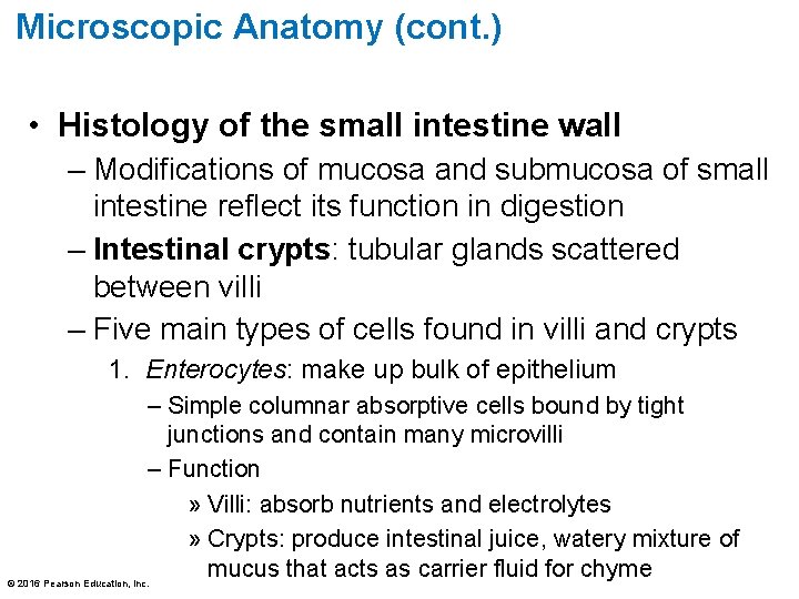 Microscopic Anatomy (cont. ) • Histology of the small intestine wall – Modifications of