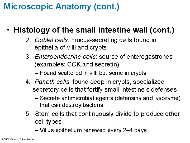 Microscopic Anatomy (cont. ) • Histology of the small intestine wall (cont. ) 2.