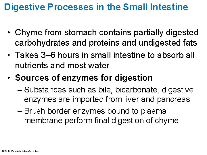 Digestive Processes in the Small Intestine • Chyme from stomach contains partially digested carbohydrates