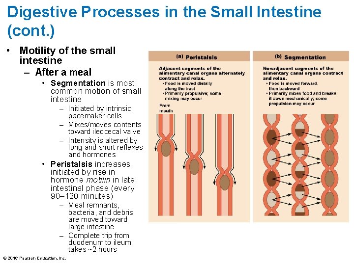Digestive Processes in the Small Intestine (cont. ) • Motility of the small intestine