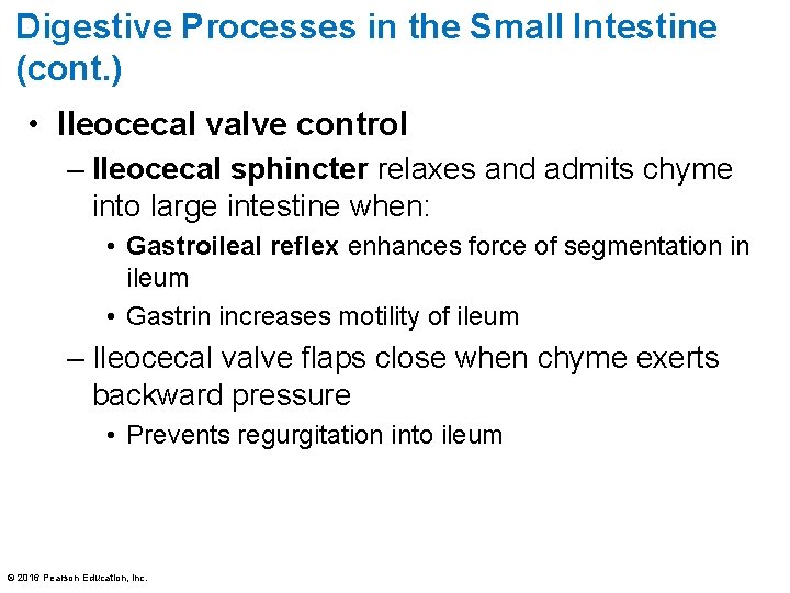 Digestive Processes in the Small Intestine (cont. ) • Ileocecal valve control – Ileocecal