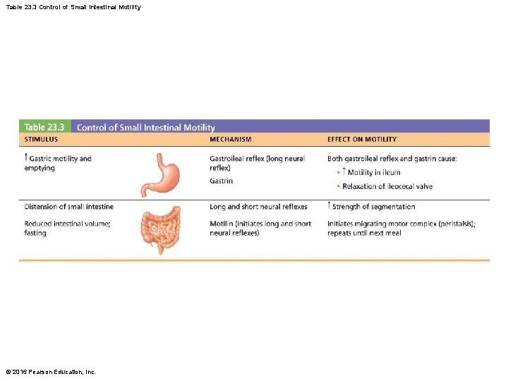 Table 23. 3 Control of Small Intestinal Motility © 2016 Pearson Education, Inc. 