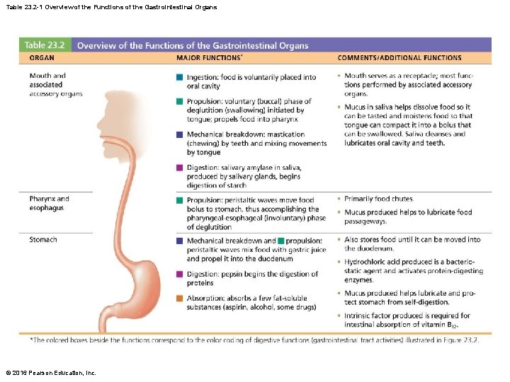 Table 23. 2 -1 Overview of the Functions of the Gastrointestinal Organs © 2016