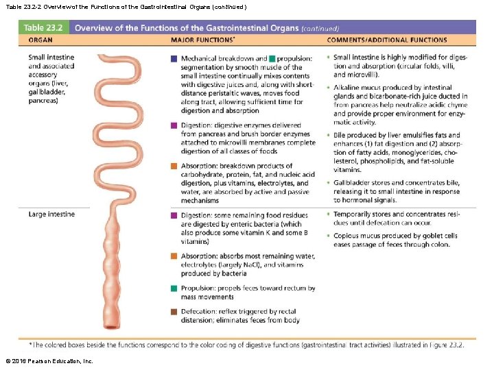 Table 23. 2 -2 Overview of the Functions of the Gastrointestinal Organs (continued) ©