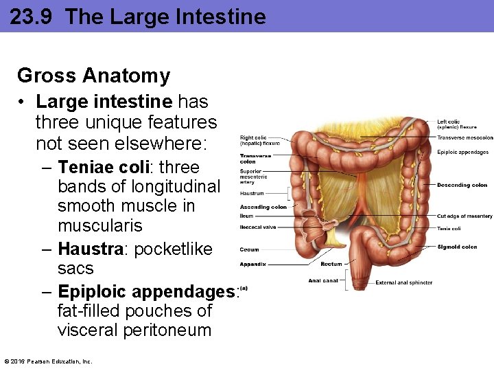 23. 9 The Large Intestine Gross Anatomy • Large intestine has three unique features