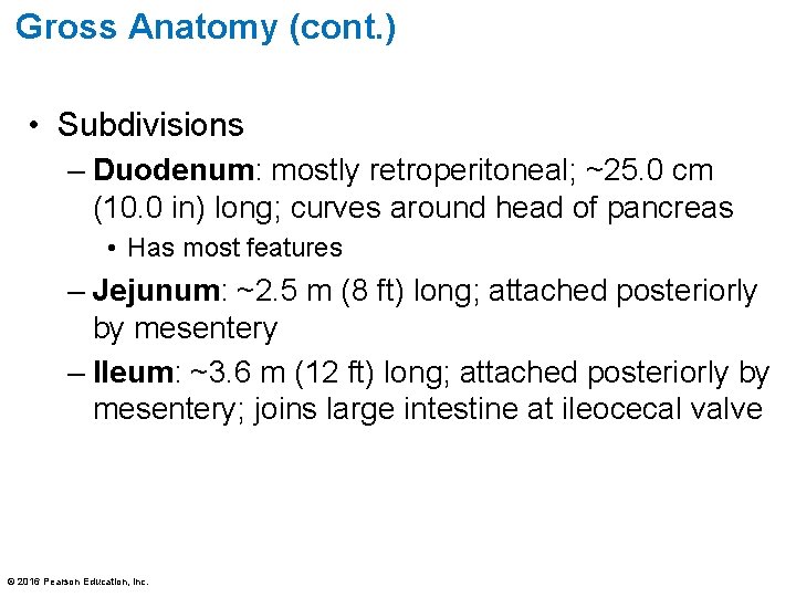 Gross Anatomy (cont. ) • Subdivisions – Duodenum: mostly retroperitoneal; ~25. 0 cm (10.