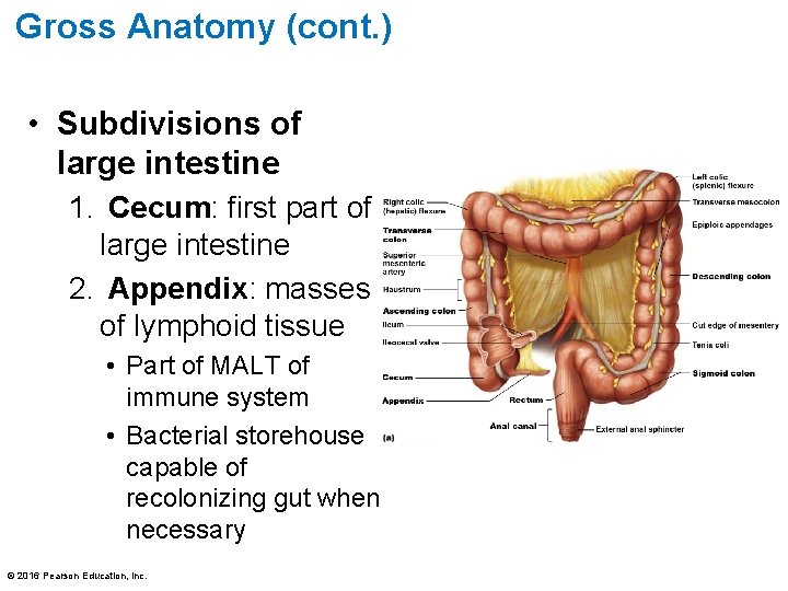 Gross Anatomy (cont. ) • Subdivisions of large intestine 1. Cecum: first part of