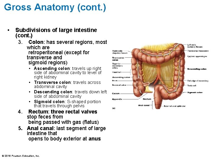 Gross Anatomy (cont. ) • Subdivisions of large intestine (cont. ) 3. Colon: has