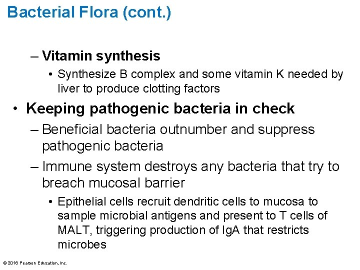 Bacterial Flora (cont. ) – Vitamin synthesis • Synthesize B complex and some vitamin