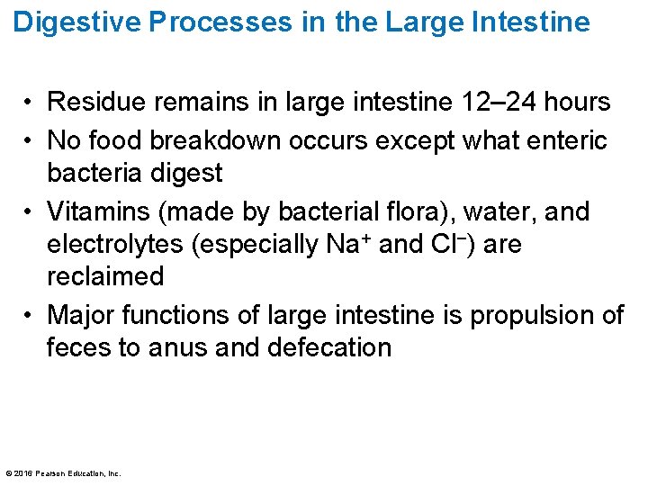 Digestive Processes in the Large Intestine • Residue remains in large intestine 12– 24