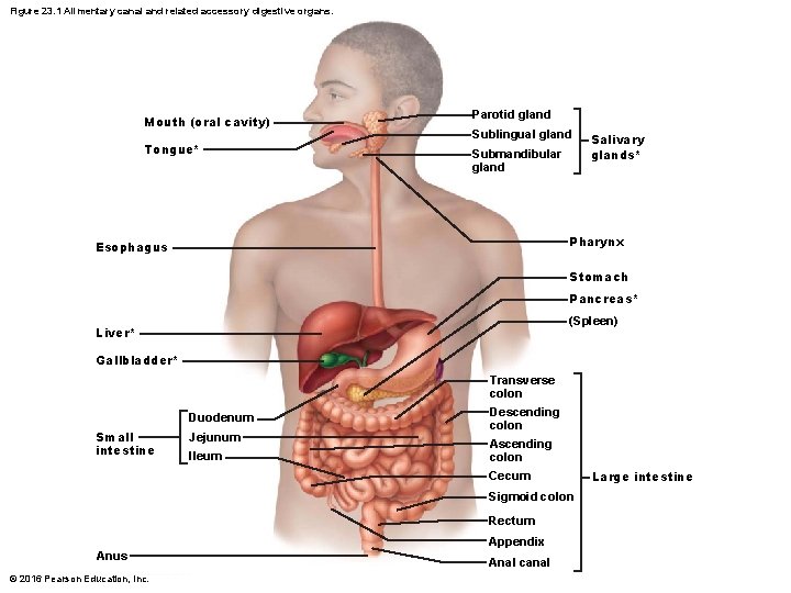 Figure 23. 1 Alimentary canal and related accessory digestive organs. Mouth (oral cavity) Tongue*