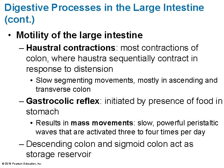 Digestive Processes in the Large Intestine (cont. ) • Motility of the large intestine