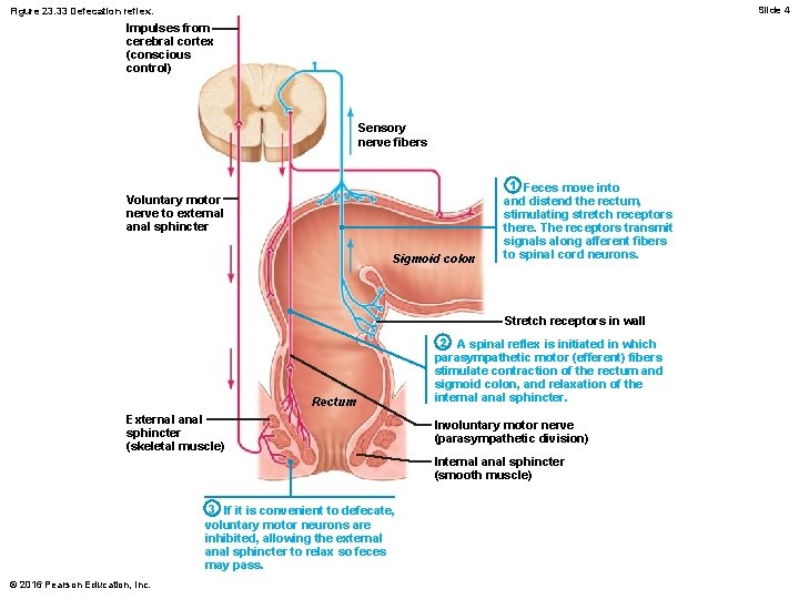 Slide 4 Figure 23. 33 Defecation reflex. Impulses from cerebral cortex (conscious control) Sensory