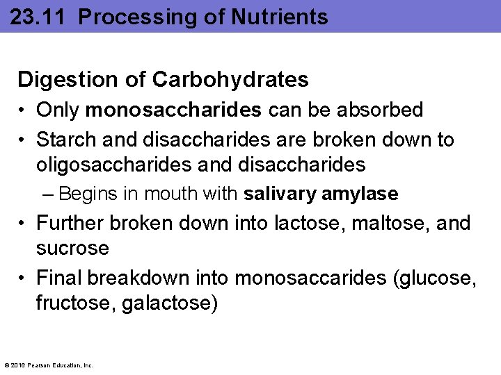 23. 11 Processing of Nutrients Digestion of Carbohydrates • Only monosaccharides can be absorbed