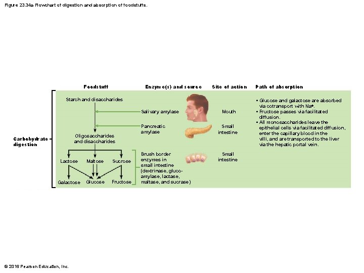 Figure 23. 34 a Flowchart of digestion and absorption of foodstuffs. Foodstuff Enzyme(s) and