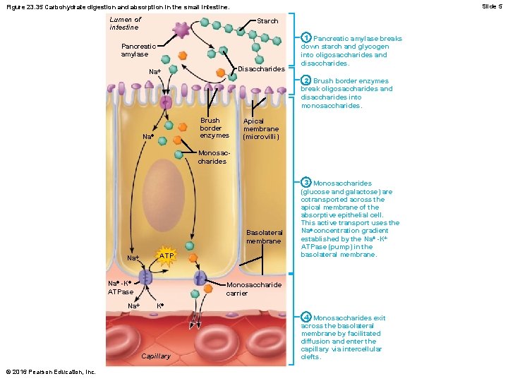 Slide 5 Figure 23. 35 Carbohydrate digestion and absorption in the small intestine. Lumen