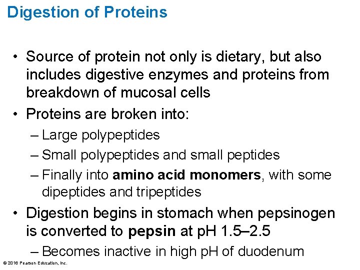 Digestion of Proteins • Source of protein not only is dietary, but also includes