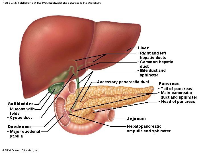 Figure 23. 27 Relationship of the liver, gallbladder and pancreas to the duodenum. Liver