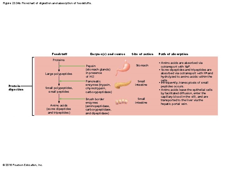 Figure 23. 34 b Flowchart of digestion and absorption of foodstuffs. Foodstuff Enzyme(s) and