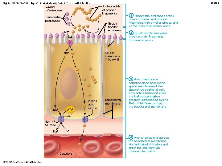 Slide 5 Figure 23. 36 Protein digestion and absorption in the small intestine. Amino