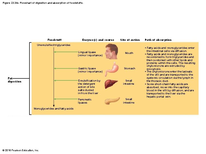 Figure 23. 34 c Flowchart of digestion and absorption of foodstuffs. Foodstuff Enzyme(s) and