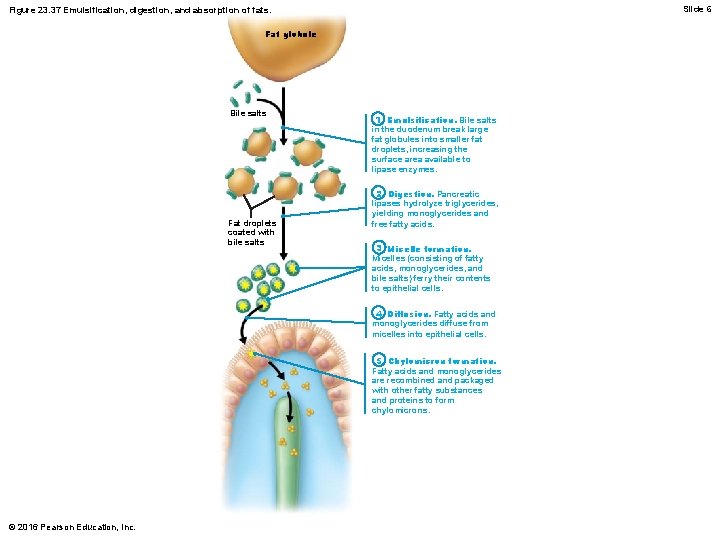 Slide 6 Figure 23. 37 Emulsification, digestion, and absorption of fats. Fat globule Bile