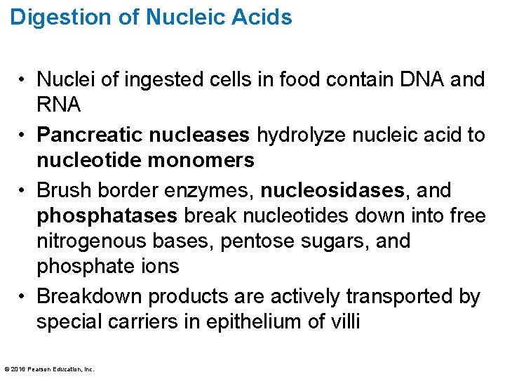Digestion of Nucleic Acids • Nuclei of ingested cells in food contain DNA and