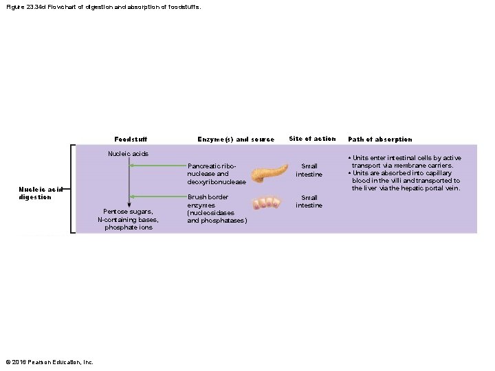 Figure 23. 34 d Flowchart of digestion and absorption of foodstuffs. Foodstuff Enzyme(s) and