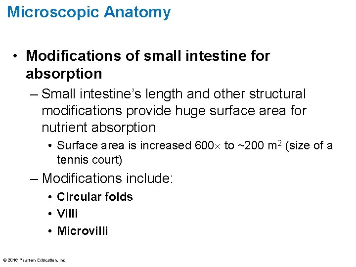 Microscopic Anatomy • Modifications of small intestine for absorption – Small intestine’s length and